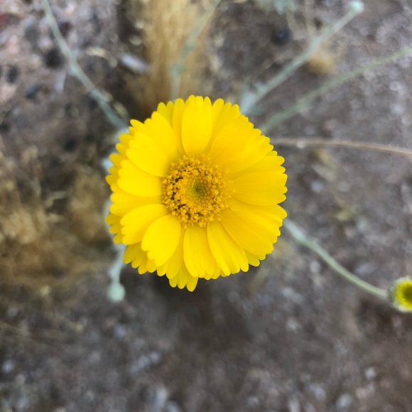 Meet your Posher, Kara - Picture 1 of 1